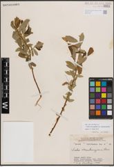 Foto von Salix eriocephala var. mackenzieana (Hook.) Dorn
